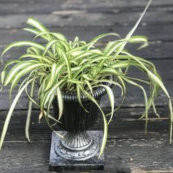 $9 Spider plant