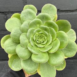 Succulents 