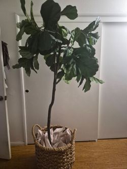 Fiddle Leaf Fig Tree in Woven Basket