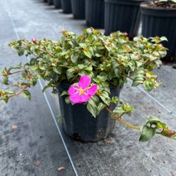💜 Plant: Spanish Shawl
