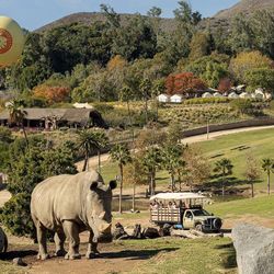 San Diego Safari Or Zoo Ticket 