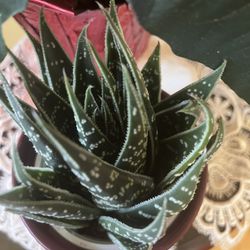 Zebra Plant in Ceramic