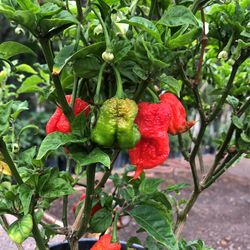Extremely Hot Pepper (Carolina Reaper) for Sale in Riverside, CA - OfferUp