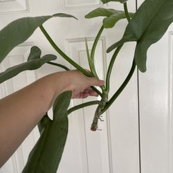 Beautiful Philodendron Silver Sword Plant CUTTING