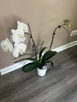 Orchid plant