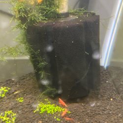 Bio Ball Aquarium Tank Starter Sponge Filter 