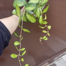 6” hoya australis lisa