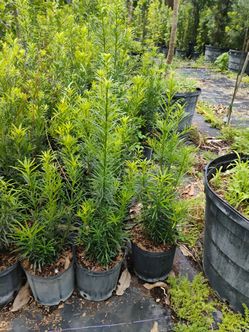 Podocarpus Sale! 3gl $6