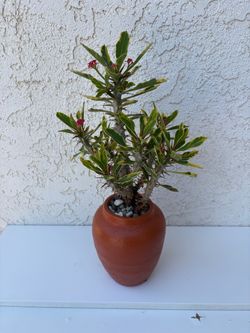 Variegated Crown of Thorns