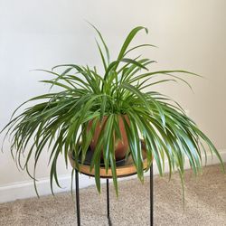 Indoor Spider Plant