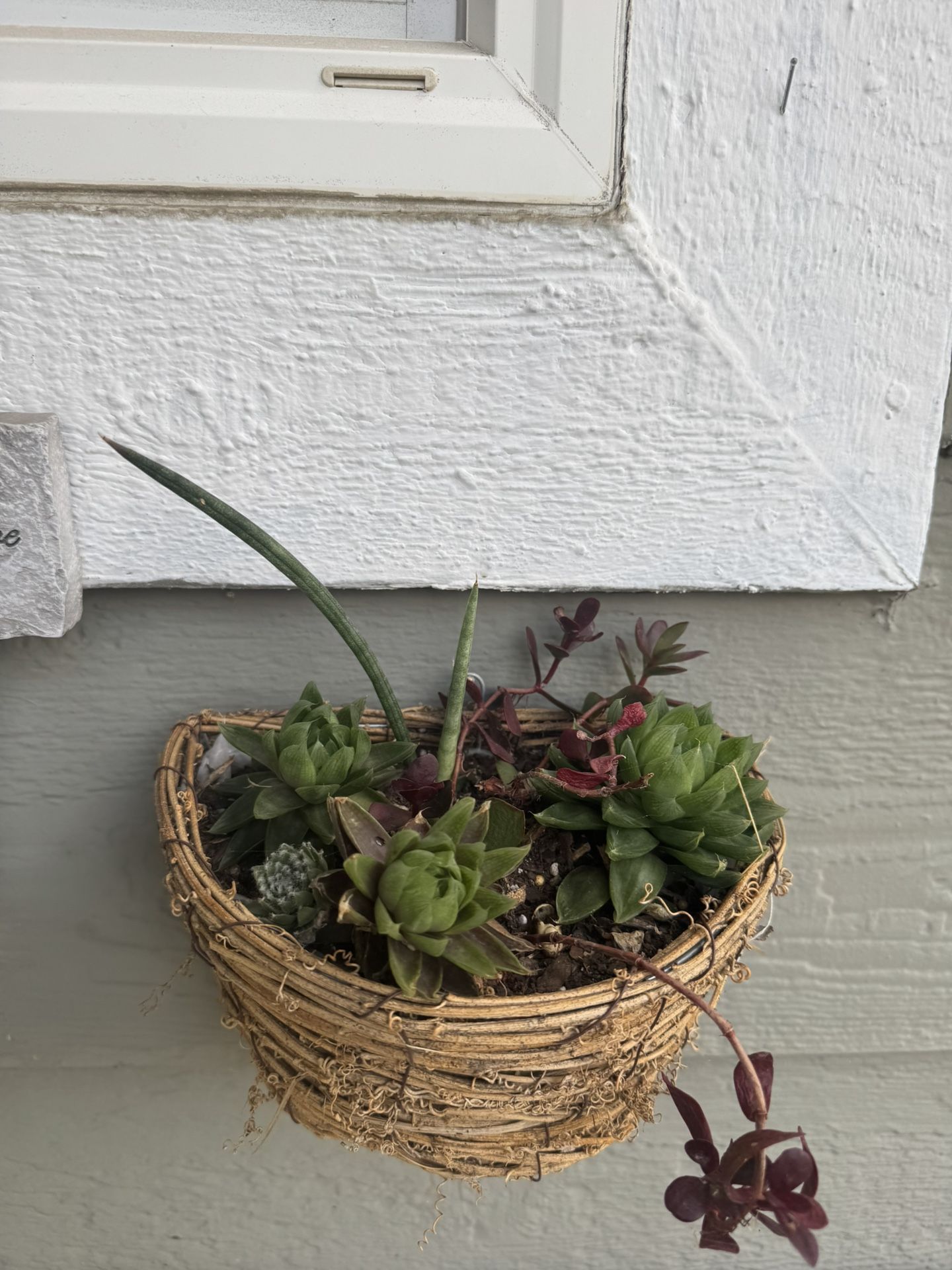 7 Hanging Succulent Baskets 