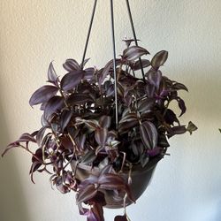 Wondering Jewel Plant 