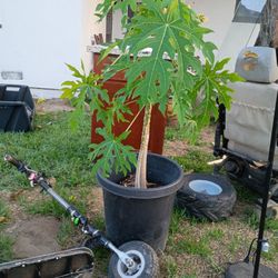 Papaya Tree