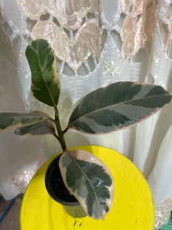 Ruby tree