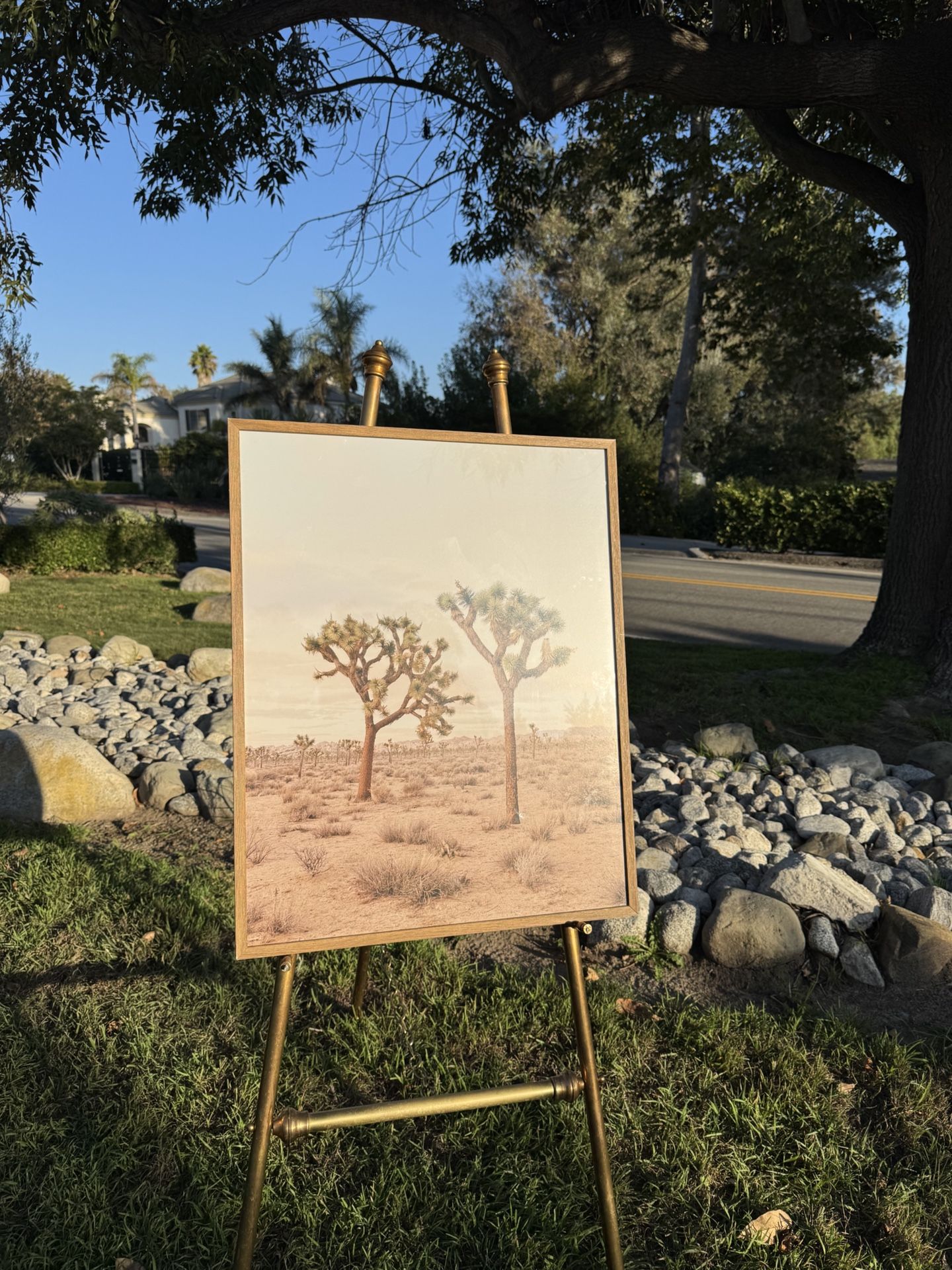 Joshua Tree Framed Print 24 x 30 Threshold Desert Dream Landscape Native California National Park 
