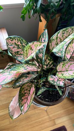 Chinese Evergreen Potted Plant live