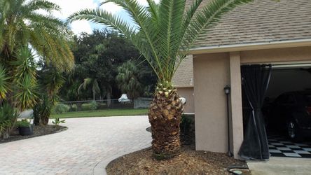 Date Palm 15 years old