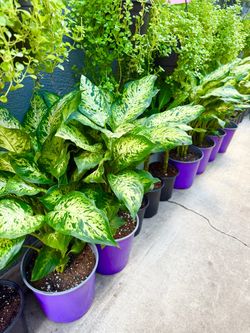 Plants (10”pot🌿Dieffenbachia “dumb cane” $15 each)