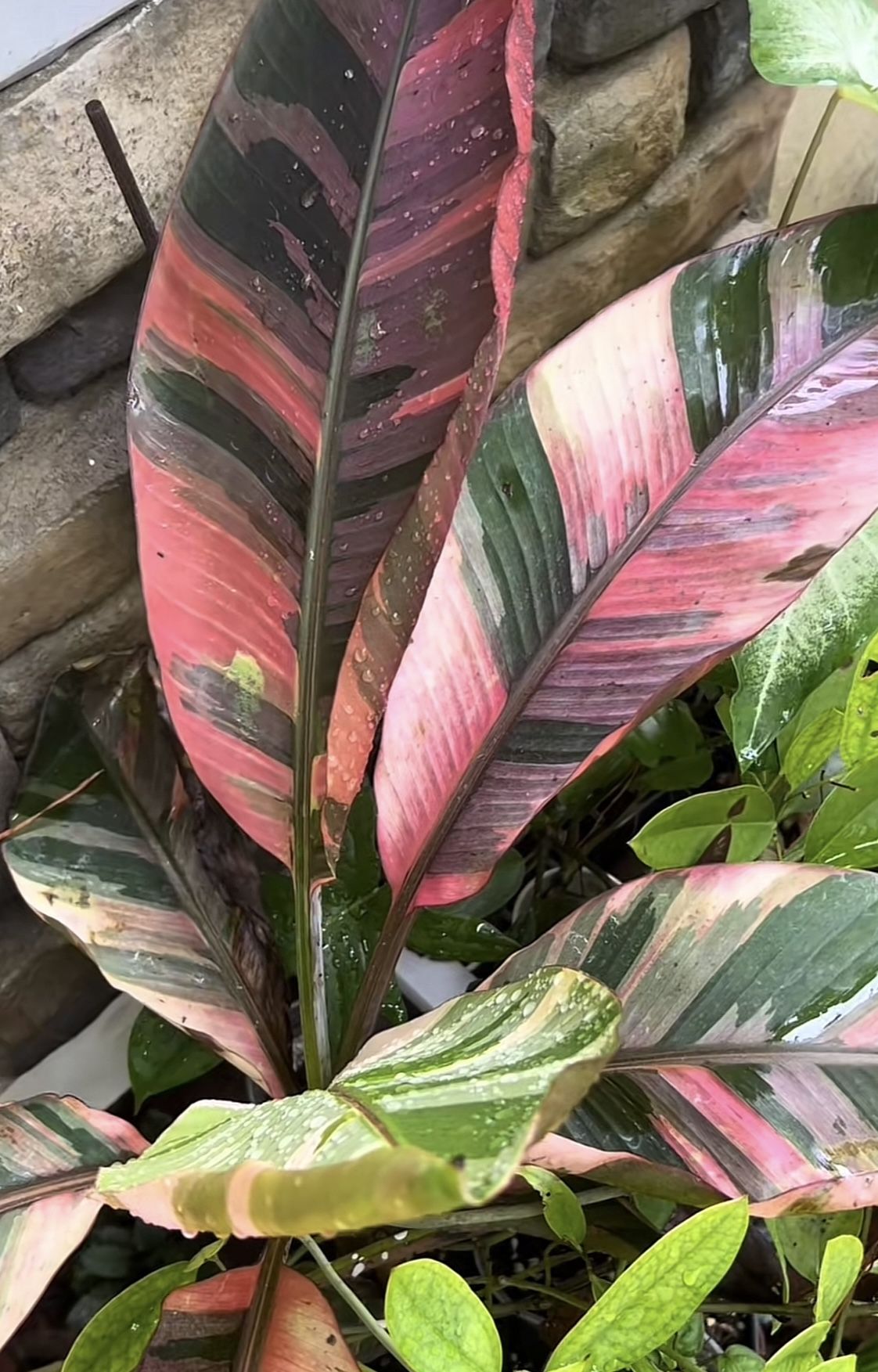 Pink Musa Banana Plant (pls Read Description Below)