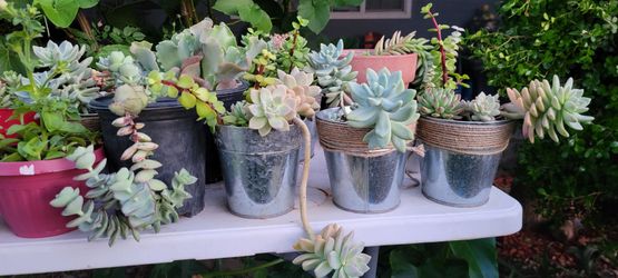 Mothers Day Succulents Arrangement