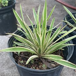Varigated Adam’s needle( Yucca filamentosa)