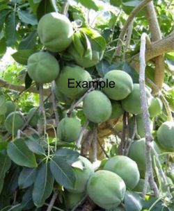 Árboles de sapote blanco