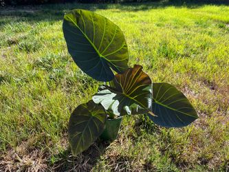 Alocasia Regal Shield