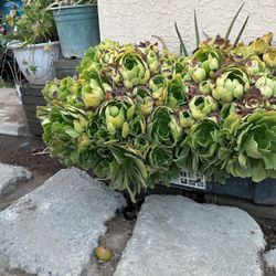 Busco Perritos Dóberman Mini