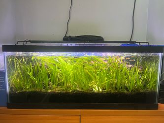 Jungle Vals - Live Plants