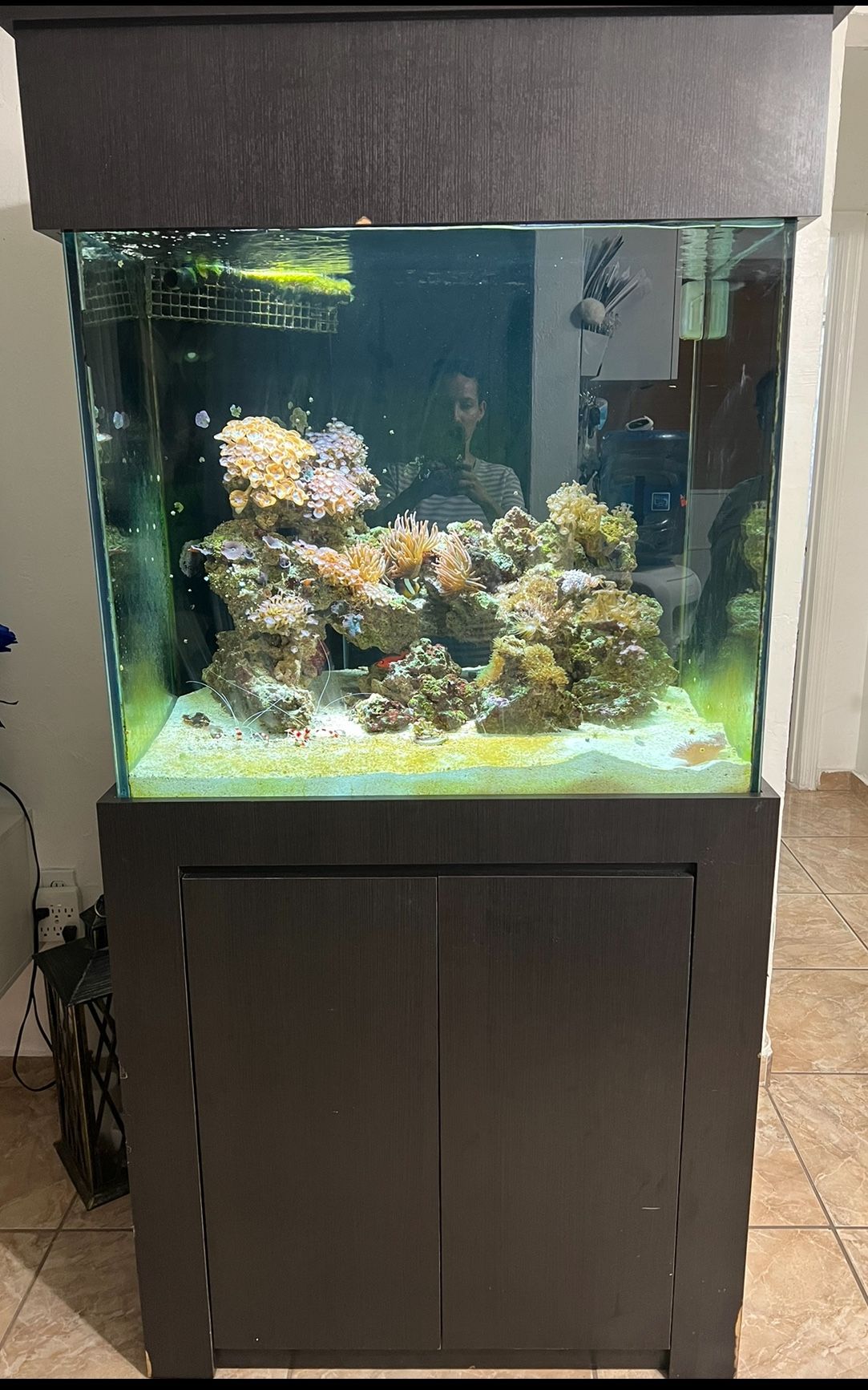 Saltwater Fish Tank