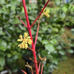'Midwinter Fire' Twig Dogwood