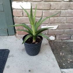 Potted Plant
