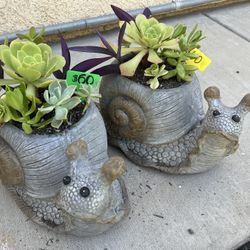 Cute Succulent Snails 