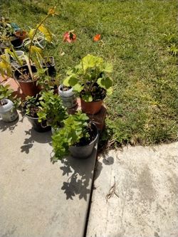Plantas