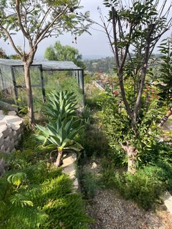 Vine & fig Lanscape