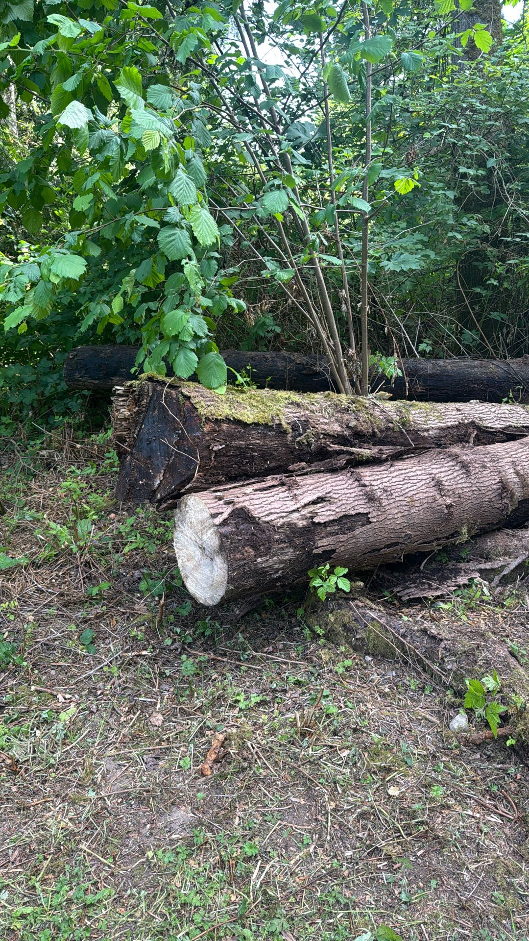 Free Maple & Other Firewood 🪵 🔥 