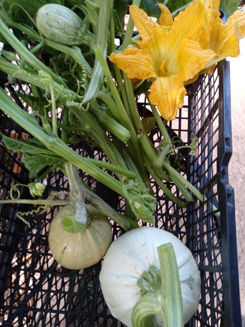 Calabaza y Guia
