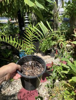 5” Coontie Plants, Atala Butterfly Host Plant-$10 Each