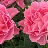 Rare European, Japan rose plants , FireRuffle 