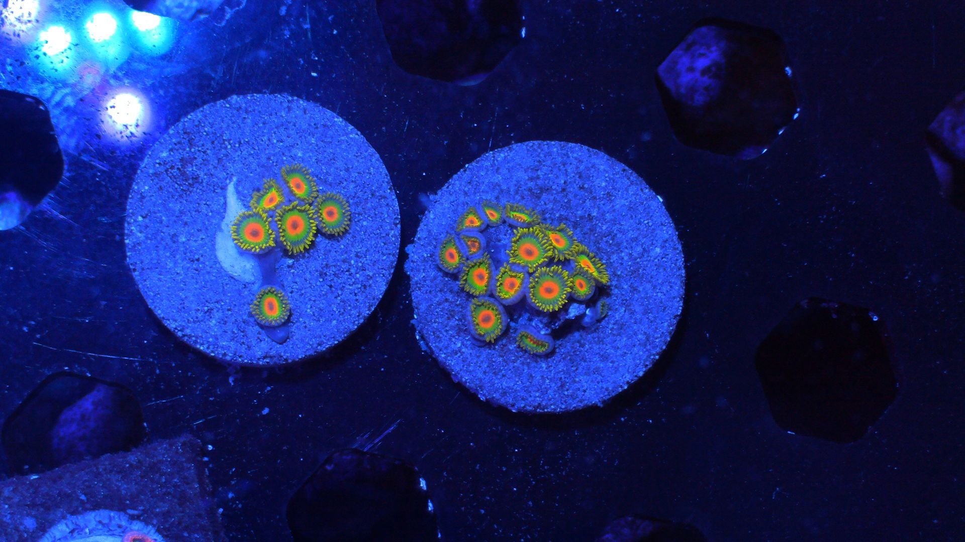 Rasta Zoa Coral Decoration Zoanthid