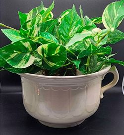 Antique Ceramic Chamber Pot Planter