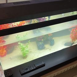 20 Gallon Fish Tank With 3 Fish