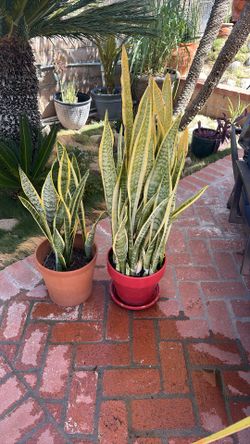 Snake Plant