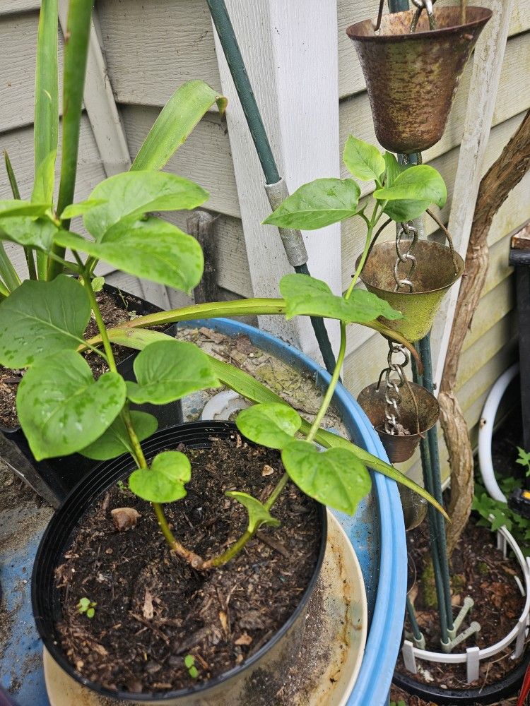 Garden Plant Lilac Purple