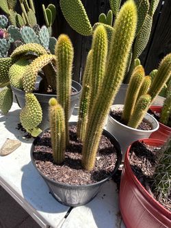 Golden rat tail plant