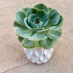 Succulents Pot Gifts $5-$15