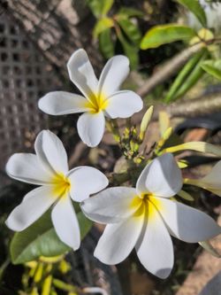 Plumeria Plant 6ft Five Gallon Pot