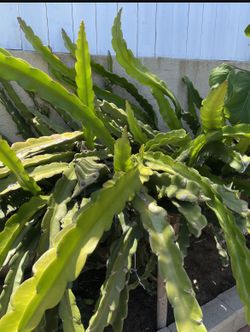 American Beauty Dragonfruit Cuttings