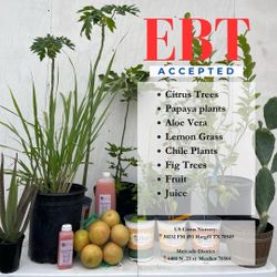 Citrus Trees & Home Plants 