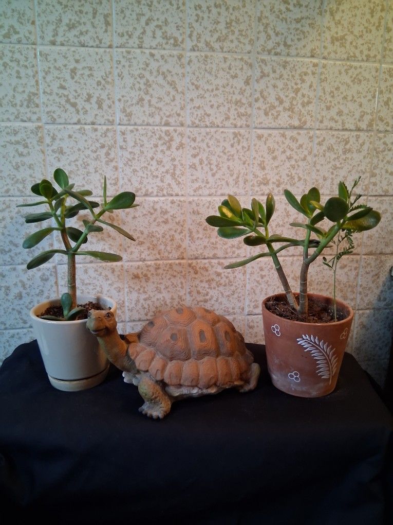 Jade Plant